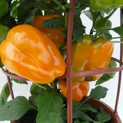 Thompson & Morgan Pepper (Sweet) Liberty Belle F1 1 Seed Packet from B&Q