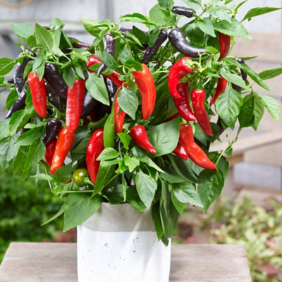Thompson & Morgan Pepper (Sweet) Mamba Sweet F1 1 Seed Packet (6 Seeds) from B&Q