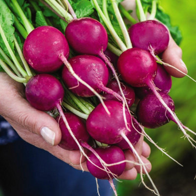 Thompson & Morgan Radish Royal 1 Seed Packet Purple
