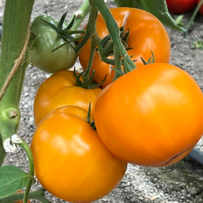 Thompson & Morgan Tomato Lemonita F1 1 Seed Packet from B&Q