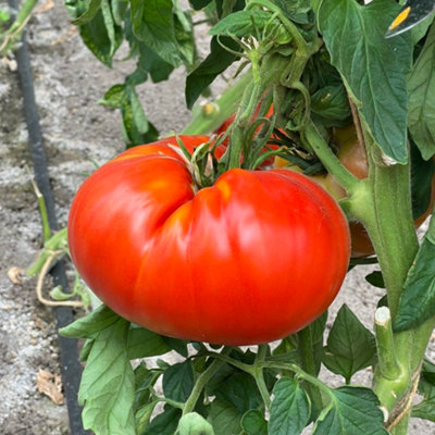 Thompson & Morgan Tomato Supersteak F1 1 Seed Packet Light