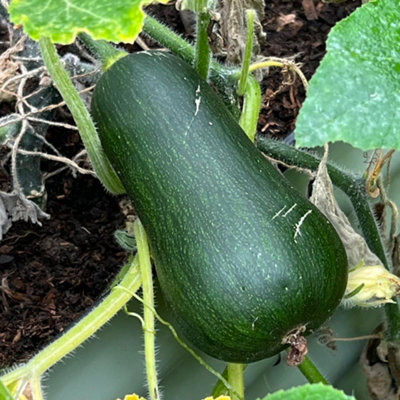 Thompson & Morgan Butternut Squash Inca Gold F1 1 Seed Packet from B&Q
