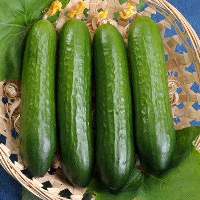 Thompson & Morgan Cucumber Merlin F1 1 Seed Packet from B&Q