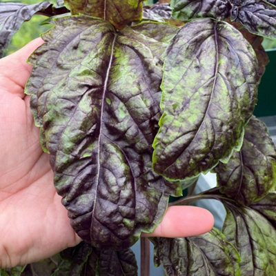 Thompson & Morgan Lettuce Leafed Basil Sally Herb Seeds - Large - Image 4