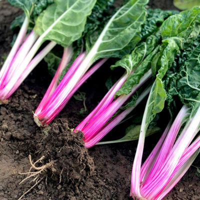 Thompson & Morgan Swiss Chard Peppermint 1 Seed Packet from B&Q