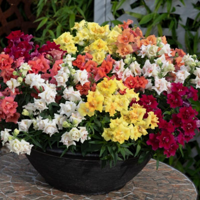 Thompson & Morgan Antirrhinum Sweet Duet Mix F1 1 Seed Packet from B&Q