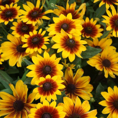 Thompson & Morgan Rudbeckia Kokardas 1 Seed Packet from B&Q
