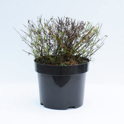 B&Q -  Coreopsis Verticillata Moonbeam 1 Litre Potted Plant X 1