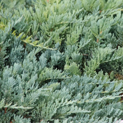 Thompson & Morgan Juniperus Horizontalis Blue Chip 3 Litre Potted Plant X 1 from B&Q