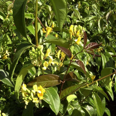Thompson & Morgan HoneysuckleLonicera Henryi Copper Beauty Noble 3 Litre Potted Plant X 1 from B&Q