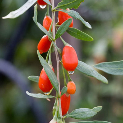 Thompson & Morgan Lycium Barbarum Sweet Lifeberry 3.6 Litre Potted Plant X 1 from B&Q