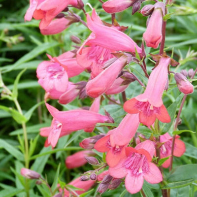 B&Q -  Penstemon Firebird 1 Litre Potted Plant X 1