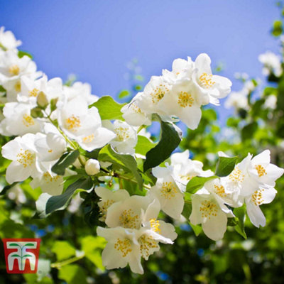 Thompson & Morgan Philadelphus Lemoinei 3 Litre Potted Plant X 1 from B&Q