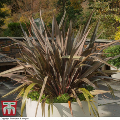 Thompson & Morgan Phormium Pink Stripe 7.5 Litre Potted Plant X 1 from B&Q