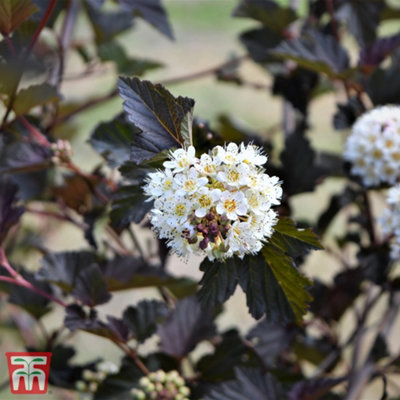 Thompson & Morgan Physocarpus Opulifolius Midnight 3.6 Litre Potted Plant X 1 from B&Q