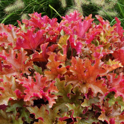 B&Q -  Heuchera Marmalade 3 Litre Potted Plant X 1
