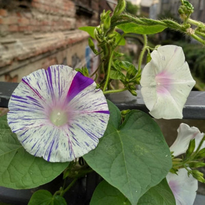 Thompson & Morgan Morning Glory Kiss Me Quick 1 Seed Packet (25 Seeds)
