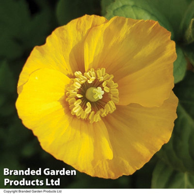Thompson & Morgan Papaver Mongolia 1 Seed Packet (30 Seeds) from B&Q