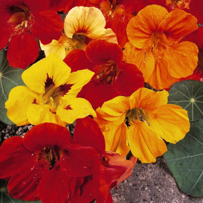 Thompson & Morgan Nasturtium Double Mixed 1 Seed Packet (30 Seeds)