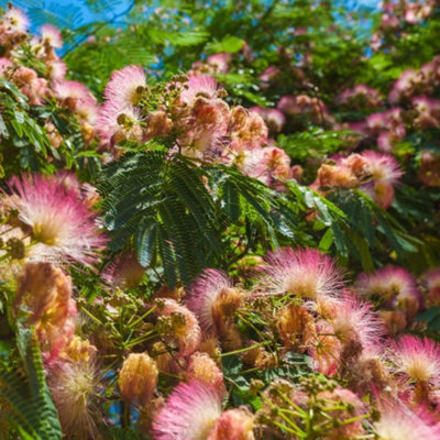 Thompson & Morgan Albizia Julibrissin 1 Seed Seed Packet Yellow/Brown