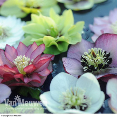 Thompson & Morgan Mixed Hellebore Collection10 Jumbo Plugs (40mm) from B&Q