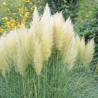 Thompson & Morgan Cortaderia Selloana White 11Cm Potted Plant X 2 from B&Q
