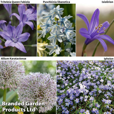 Thompson & Morgan Spring Flowering Mixed Bulbs - 100 Bulbs - Image 4