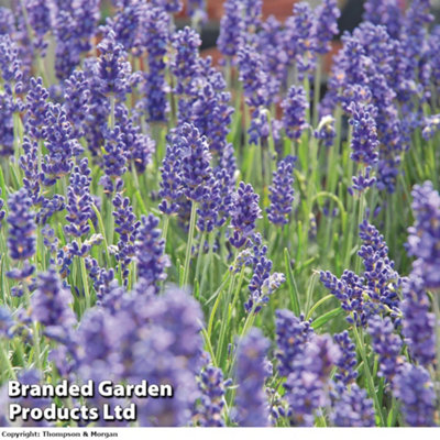 Thompson & Morgan Lavender Lavandula Angustifolia Hidcote 24 Plug Plants from B&Q