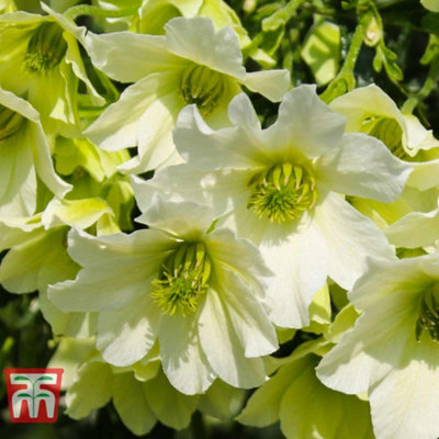 Thompson & Morgan Clematis Early Sensation 1.7 Litre Potted Plant X 1 from B&Q