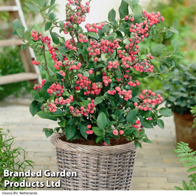 Thompson & Morgan Blueberry (Vaccinium) Pink Lemonade 9Cm Pot X 2 from B&Q