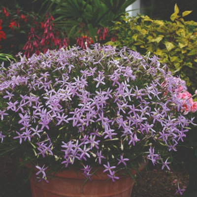 Thompson & Morgan Pink Laurentia Avant-Garde F1 Hybrid Seeds - Vigorous Scented Star Blooms Long Flowering Half-Hardy Annual. 50 Seeds. Size 15