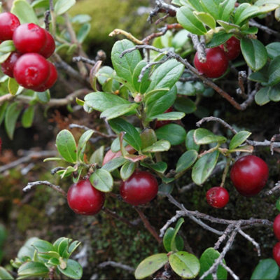 Thompson & Morgan Vaccinium Macrocarpon Cranberry Seeds Hardy Edible Vitamin C Rich. 1 Packet (20 Seeds) By T&m from B&Q