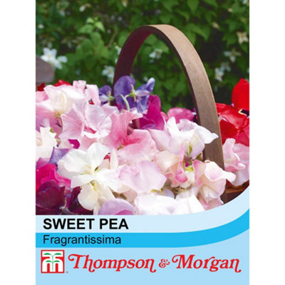 B&Q -  Sweet Pea Fragrantissima 1 Seed Packet (30 Seeds)