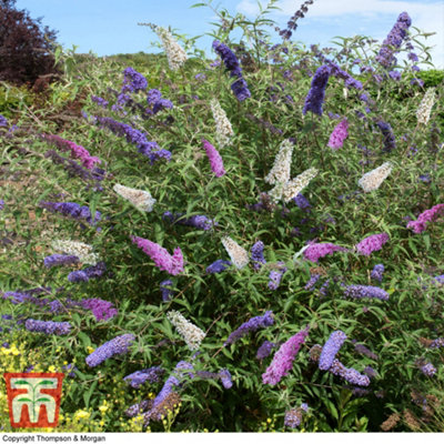 B&Q -  Buddleja Tricolour Butterfly Bush2 Litre Potted Plant  X 2Ideal For Wildlife GardensHardy Shrub