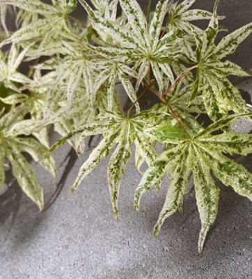 Thompson & Morgan Acer Palmatum Ukigumo 3 Litre Potted Plant X 1 from B&Q