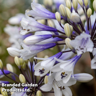 Thompson & Morgan Agapanthus Ever Sparkle 9Cm Potted Plant X 1 from B&Q