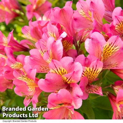 Thompson & Morgan Alstroemeria Summer Rose 1 Jumbo Plug Plant 50mm from B&Q