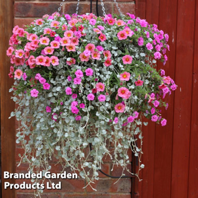 Thompson & Morgan Coral Falls Preplanted Basket/pot 14Inch (35Cm) from B&Q