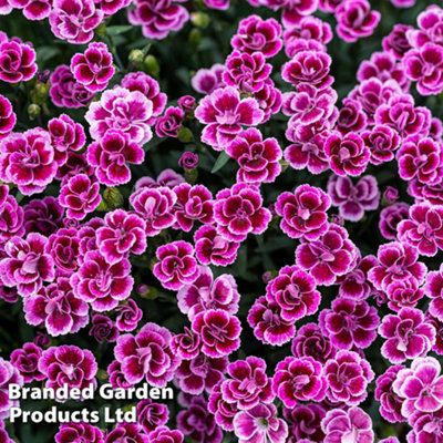 Thompson & Morgan Dianthus (Pinks) Pink Kisses 7Cm Pot X 1 from B&Q