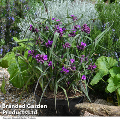 Thompson & Morgan Tradescantia Brain Storm 9Cm Potted Plant X 1 from B&Q