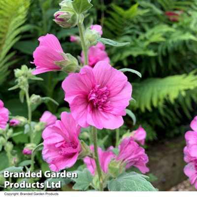 Thompson & Morgan Lavatera Princess Pink 9Cm Potted Plant  X 3 from B&Q