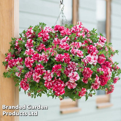 Thompson & Morgan Petunia Cherry Ripple Preplanted Hanging Basket/potted Plant 14Inch (35Cm) from B&Q