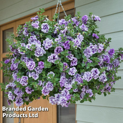 Thompson & Morgan Petunia Priscilla Preplanted Hanging Basket/potted Plant 14Inch (35Cm) from B&Q