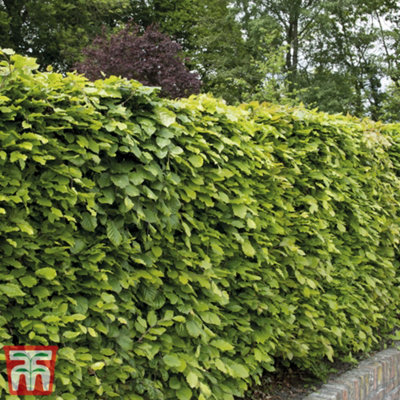 Thompson & Morgan Fagus Sylvatica (Common Beech) 9Cm Potted Plant X 1 from B&Q