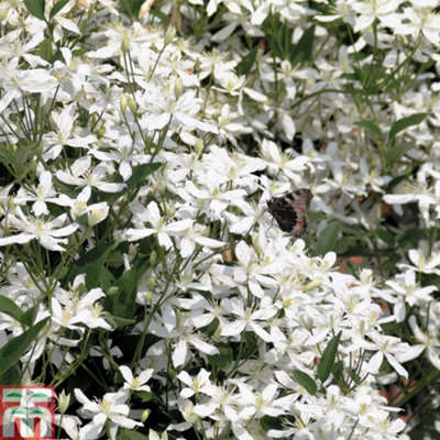 Thompson & Morgan Clematis Armandii 1.7 Litre Potted Plant X 1 from B&Q