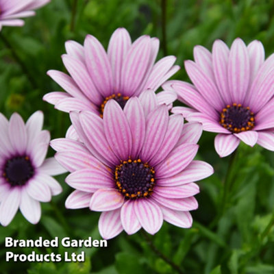 Thompson & Morgan Osteospermum Hardy Sennen Sunrise 3 Jumbo Plug Plants 40mm from B&Q