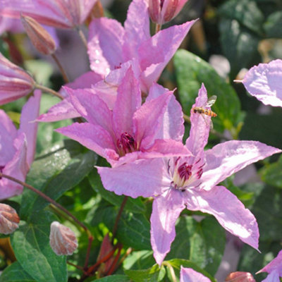 B&Q -  Clematis Hagley Hybrid 1.7 Litre Potted Plant X 1