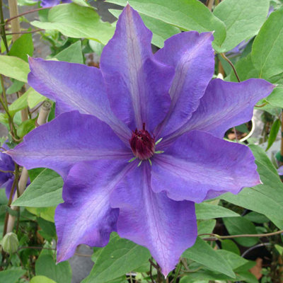 Thompson & Morgan Clematis The President 1.7 Litre Potted Plant X 1 from B&Q