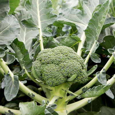 Thompson & Morgan Vegetable Club Root Collection4 Plug Plants (Brussels SproutCauliflowerBroccoli+ Cabbage Savoy) from B&Q