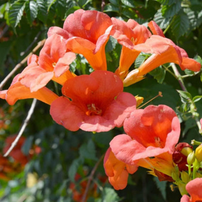 Thompson & Morgan Campsis Radicans 1.7 Litre Potted Plant X 1 from B&Q